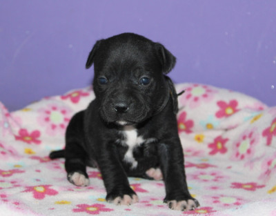 Chiot N°3