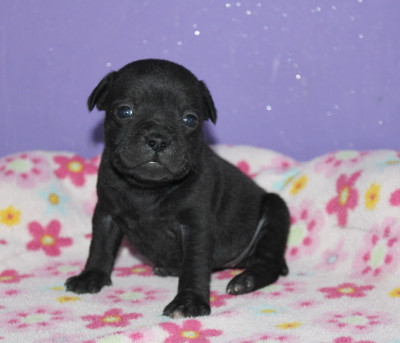 Chiot N°4
