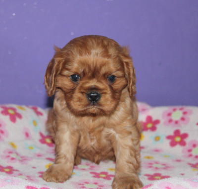 Brandy Ruby