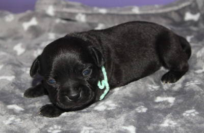 Chiot N°5