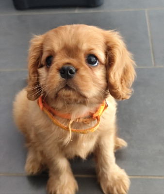 Bijoux Ruby
