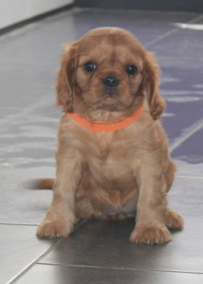 Brandy Ruby