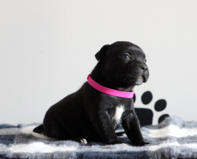 Chiot N°6