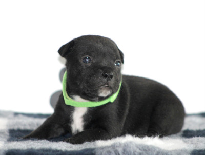 Chiot N°2