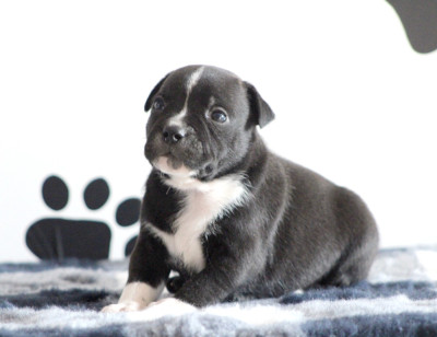 Chiot N°5