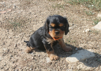 Benito