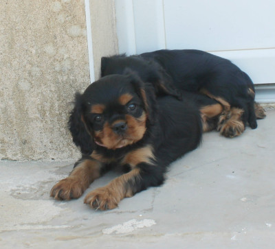 Baby dool