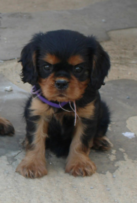 Brenda