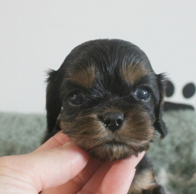 Chiot N°1