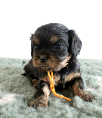 Chiot N°3