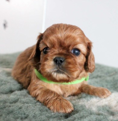 Chiot N°4