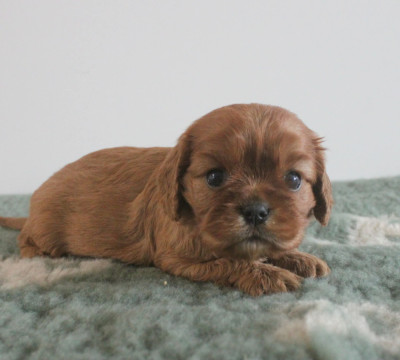 Chiot N°5