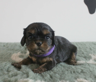 Chiot N°6