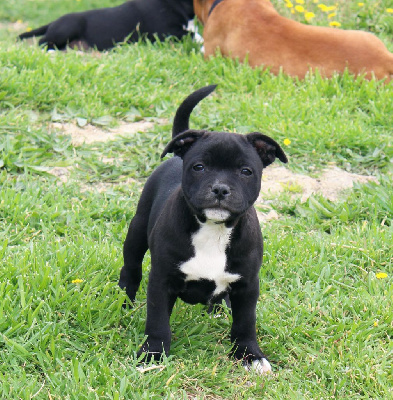 Astro