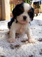 Olwen