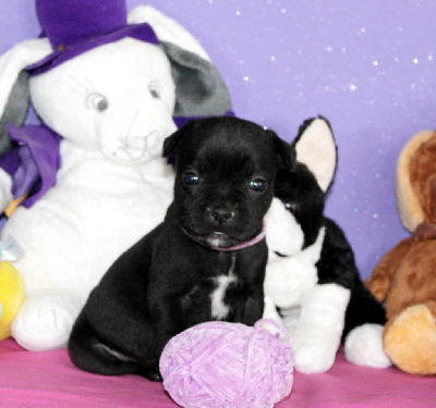 A'Luna Collier Violet