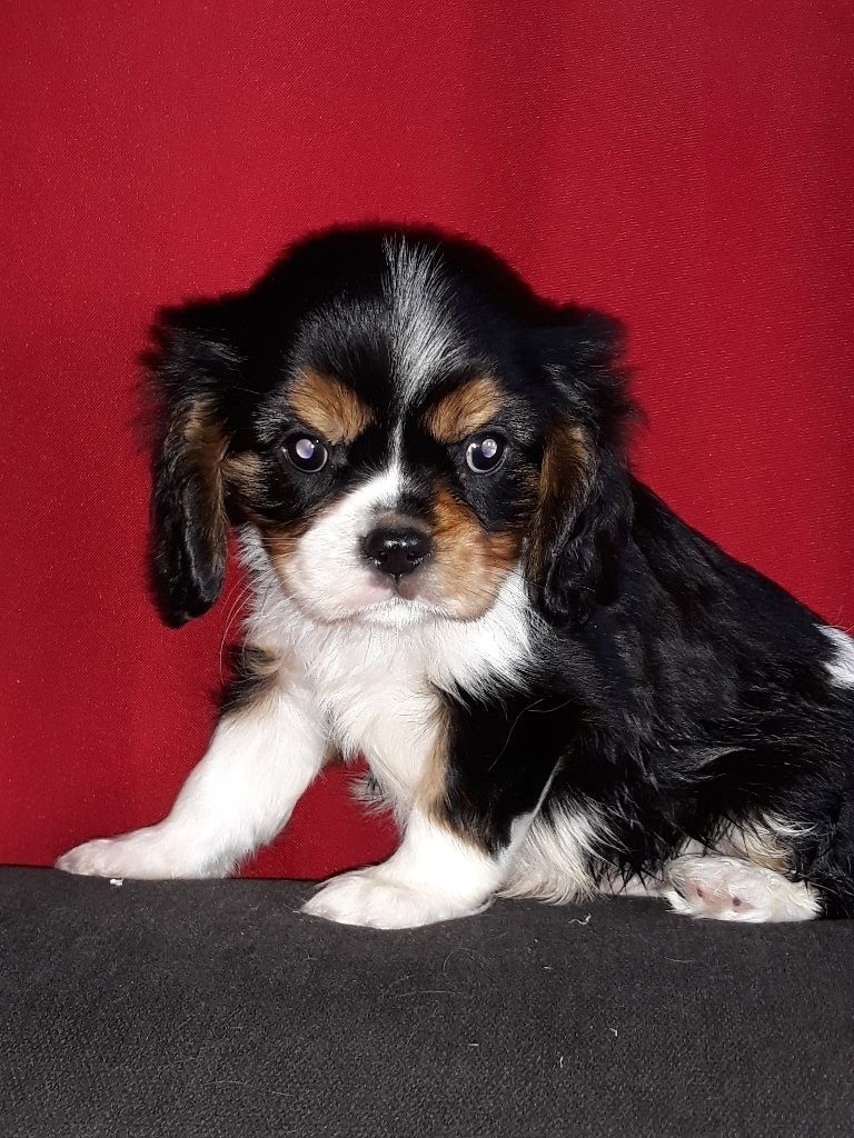 Du Castel Des Petits Coeurs - Cavalier King Charles Spaniel - Portée née le 26/08/2018