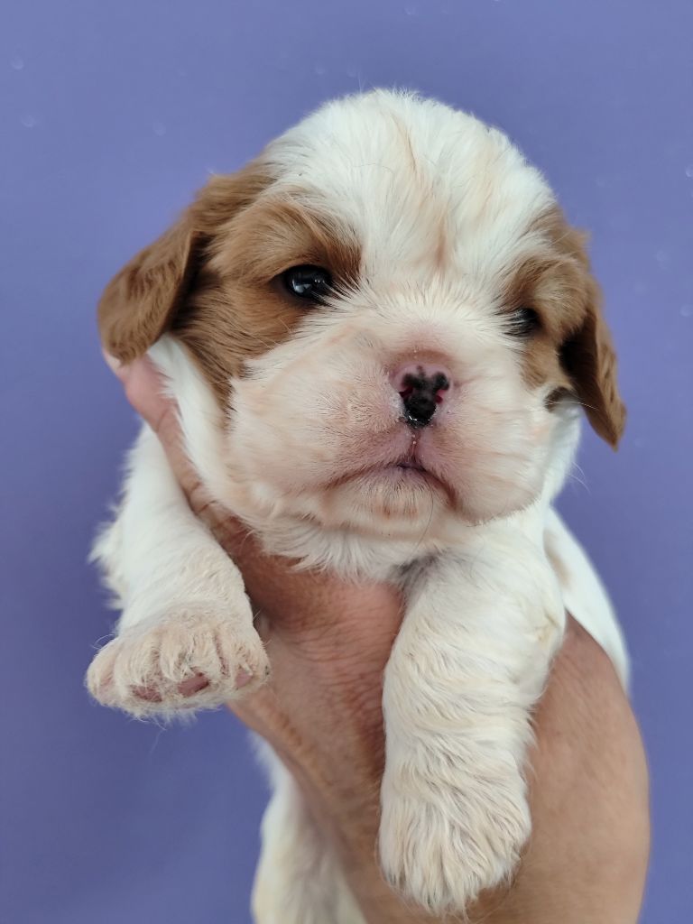Du Castel Des Petits Coeurs - Chiots disponibles - Cavalier King Charles Spaniel