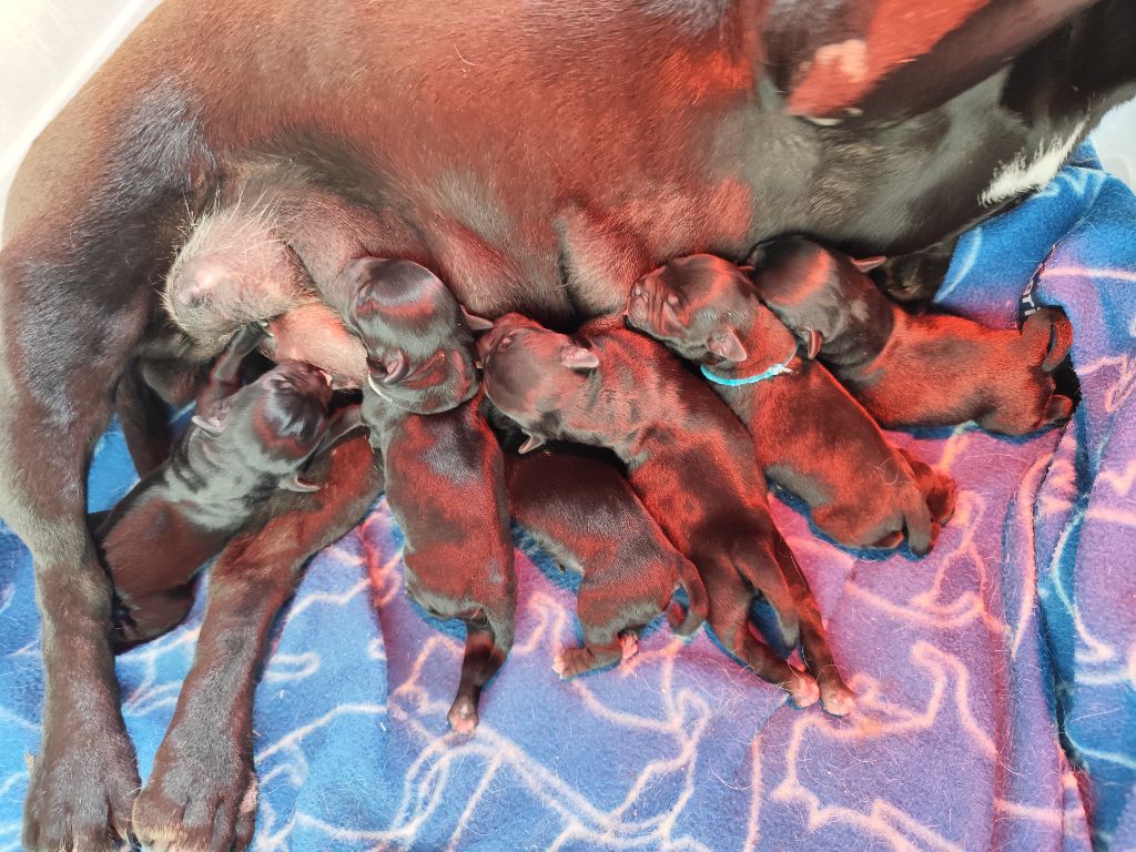 Du Castel Des Petits Coeurs - Chiots disponibles - Staffordshire Bull Terrier