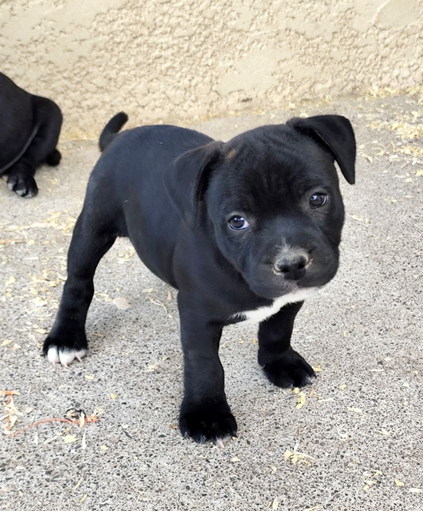 Du Castel Des Petits Coeurs - Chiots disponibles - Staffordshire Bull Terrier