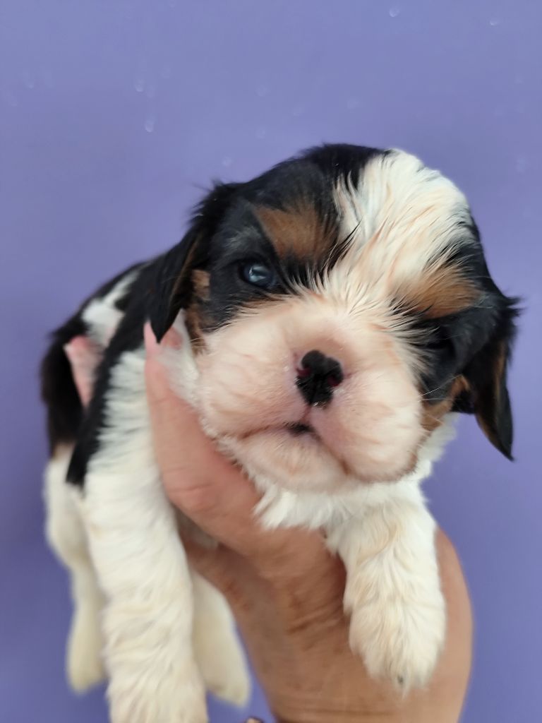 Du Castel Des Petits Coeurs - Chiots disponibles - Cavalier King Charles Spaniel