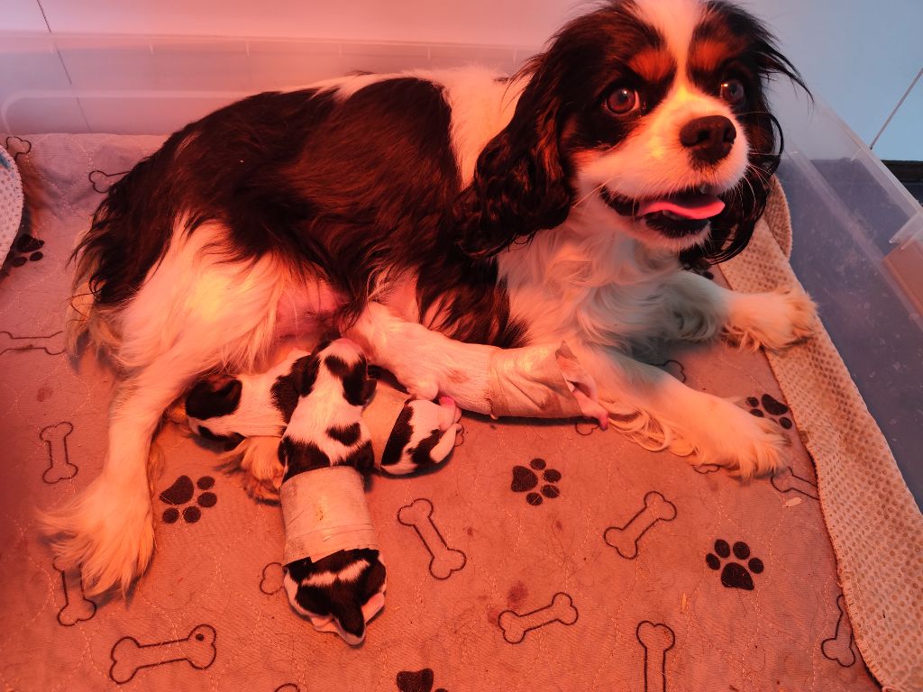 Chiot Cavalier King Charles Spaniel Du Castel Des Petits Coeurs