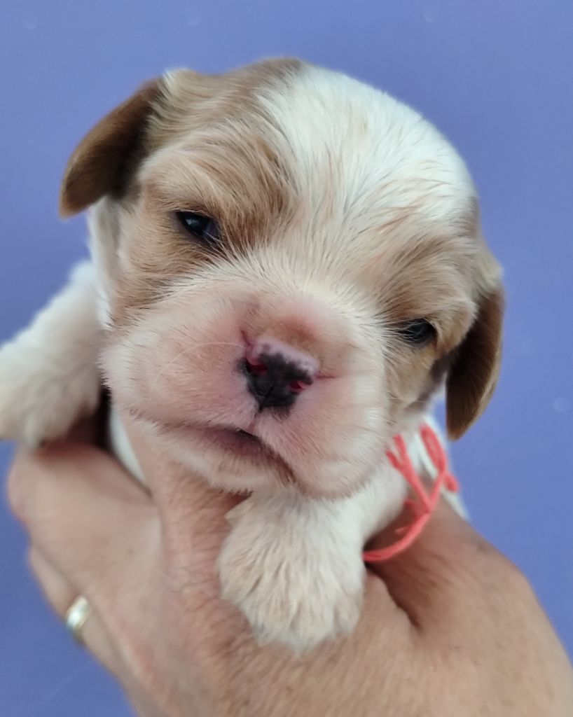 Du Castel Des Petits Coeurs - Chiots disponibles - Cavalier King Charles Spaniel