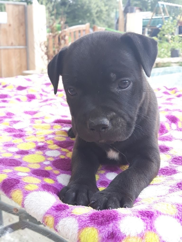 Du Castel Des Petits Coeurs - Staffordshire Bull Terrier - Portée née le 15/07/2018