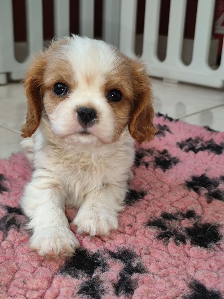 Du Castel Des Petits Coeurs - Chiots disponibles - Cavalier King Charles Spaniel