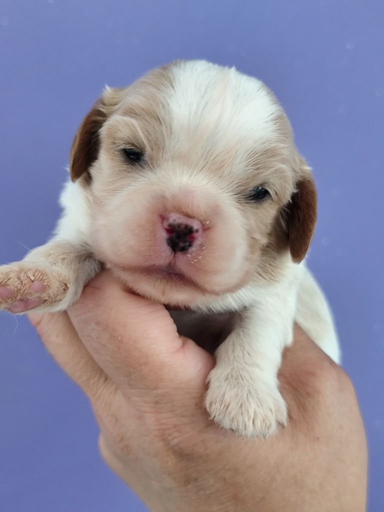 Du Castel Des Petits Coeurs - Chiots disponibles - Cavalier King Charles Spaniel