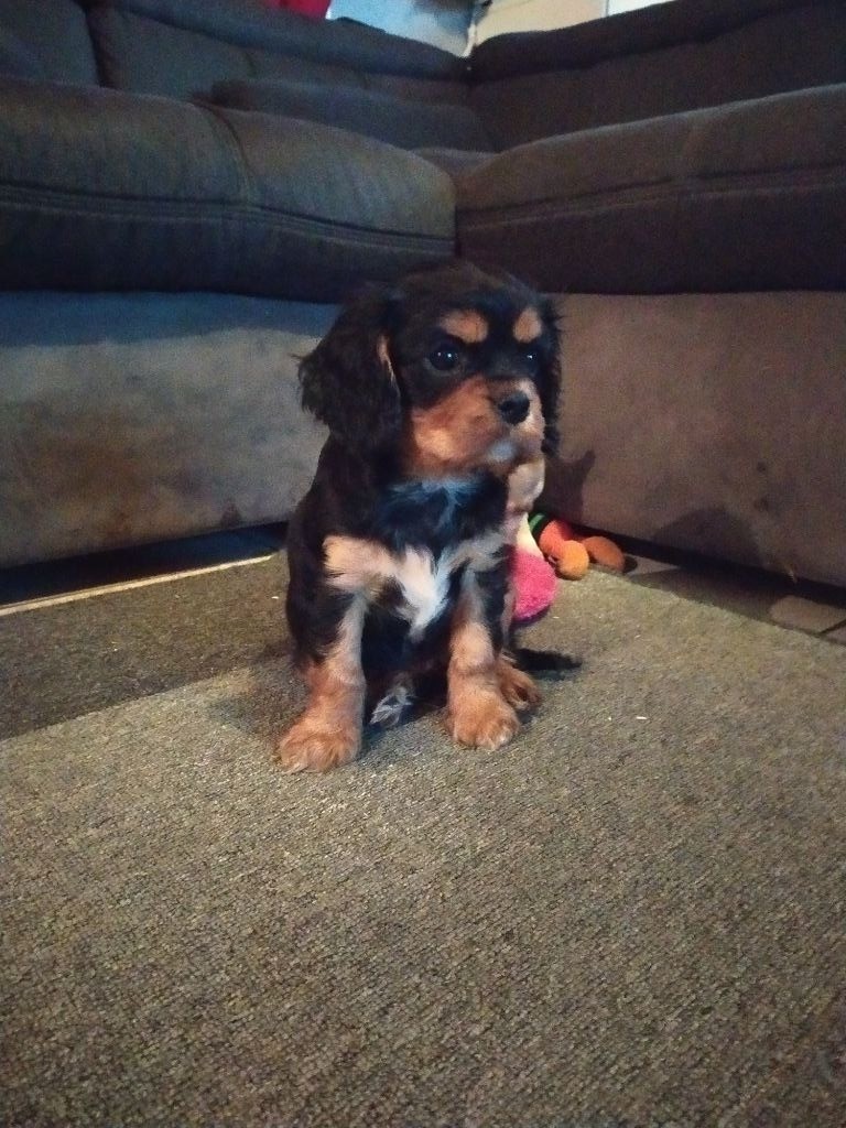 Du Castel Des Petits Coeurs - Cavalier King Charles Spaniel - Portée née le 09/10/2019