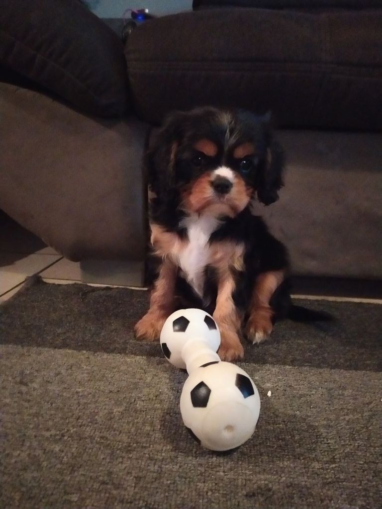 Du Castel Des Petits Coeurs - Cavalier King Charles Spaniel - Portée née le 09/10/2019