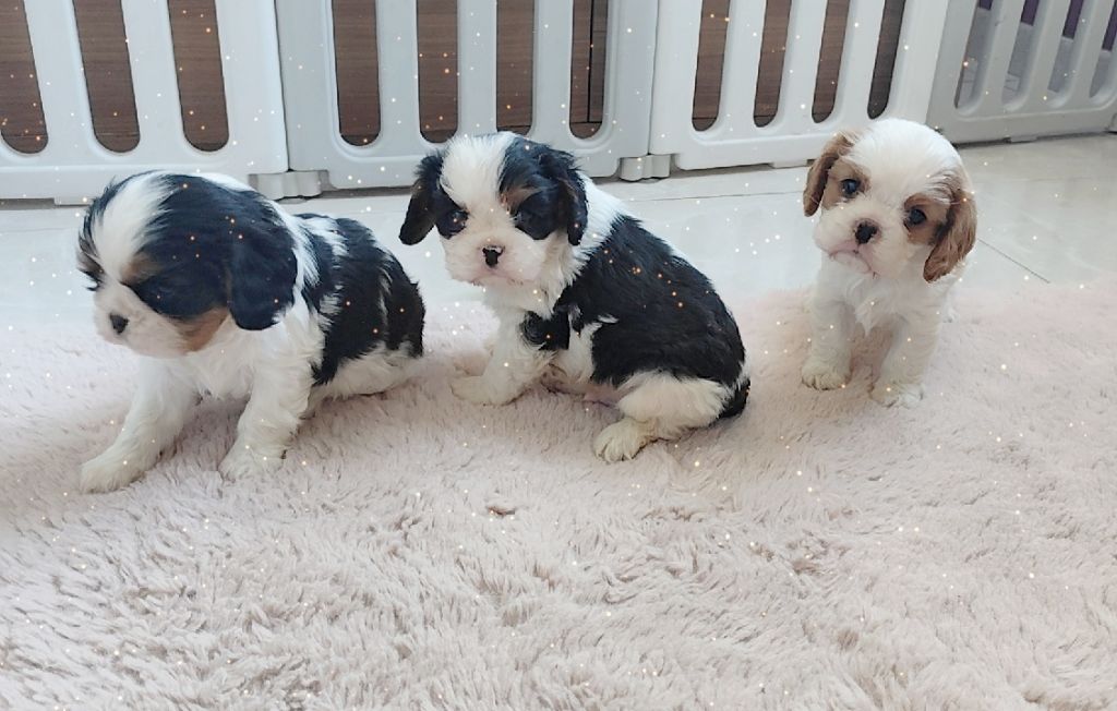 Du Castel Des Petits Coeurs - Chiots disponibles - Cavalier King Charles Spaniel