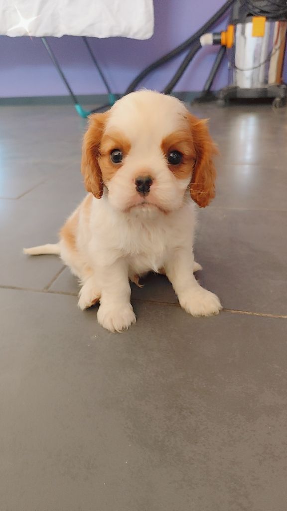 Du Castel Des Petits Coeurs - Chiots disponibles - Cavalier King Charles Spaniel