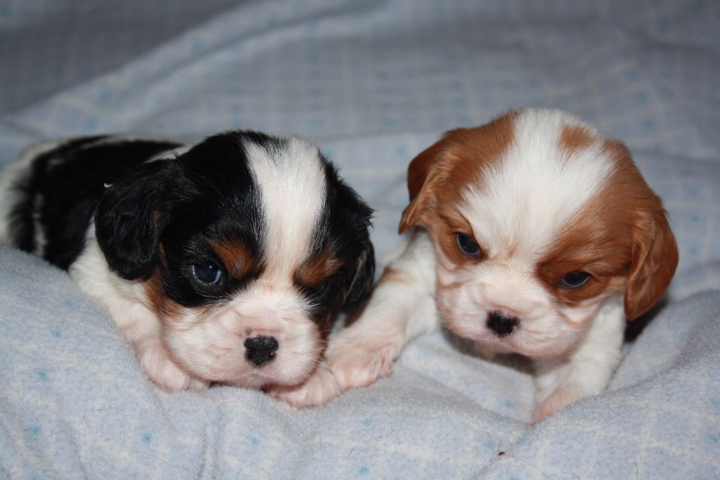 Du Castel Des Petits Coeurs - Cavalier King Charles Spaniel - Portée née le 14/04/2017